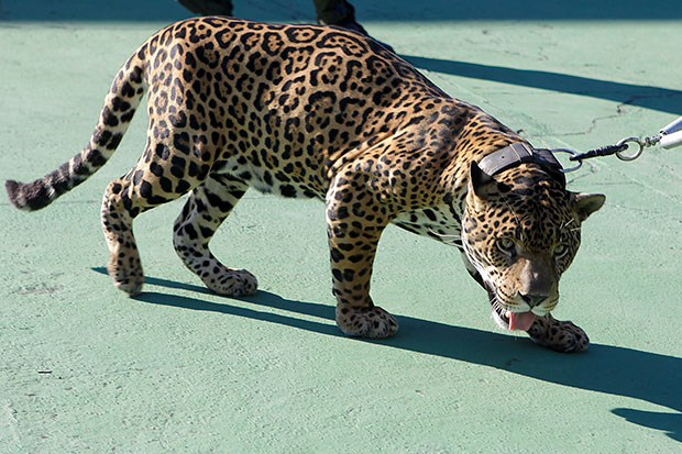 Juma representaba a Ginga, la mascota de Río. Foto:Getty Images