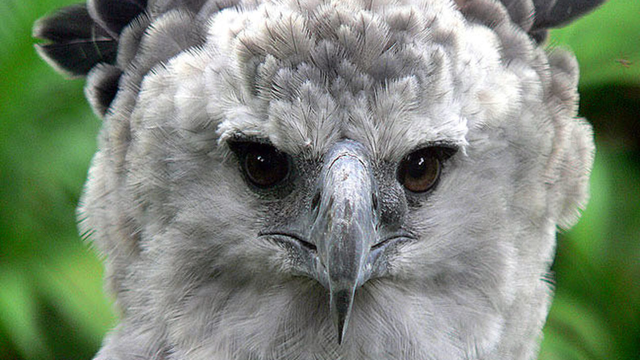 Águila harpía del Parque del Este se encuentra en proceso de taxidermia