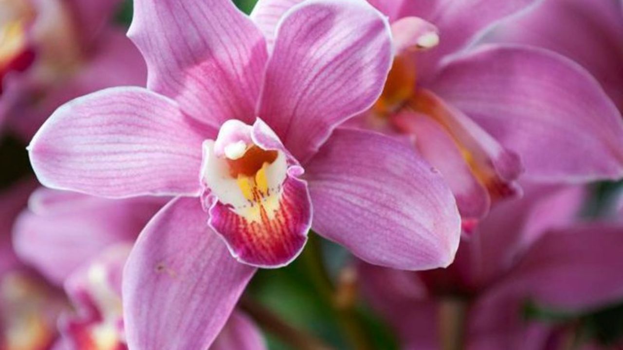 Hoy es el Día de la Orquídea, la flor nacional